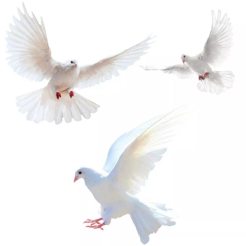 Peace Dove Wall Stickers for L – обзор и цена Xt Home Textiles
