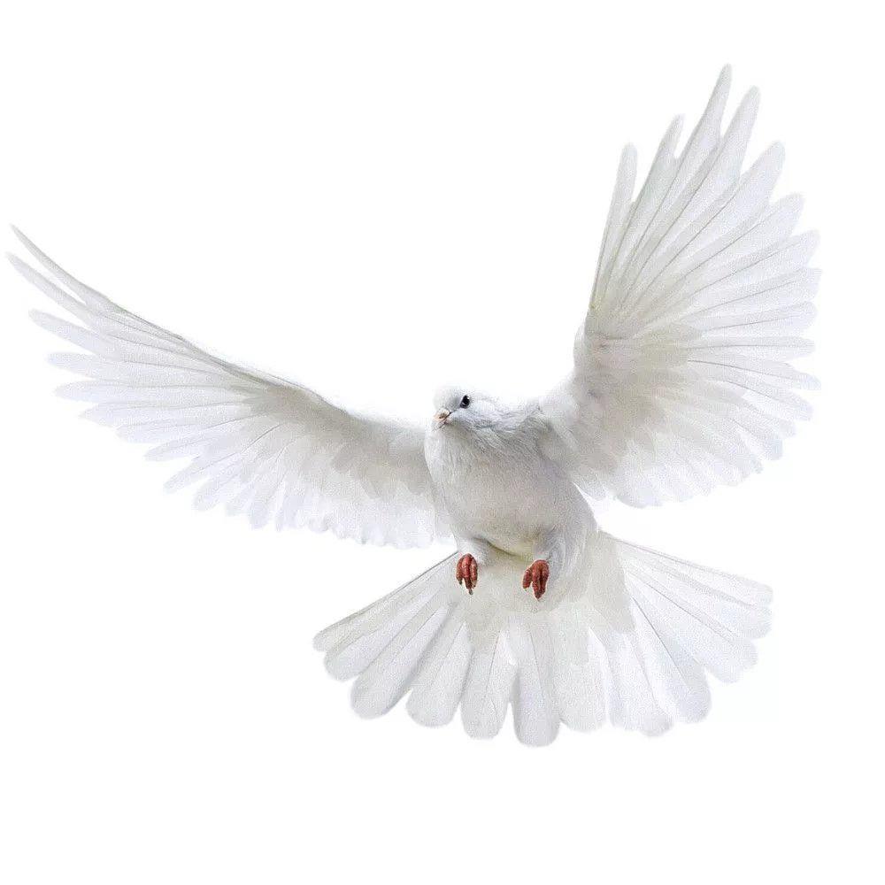 Peace Dove Wall Stickers for L – обзор и цена Xt Home Textiles