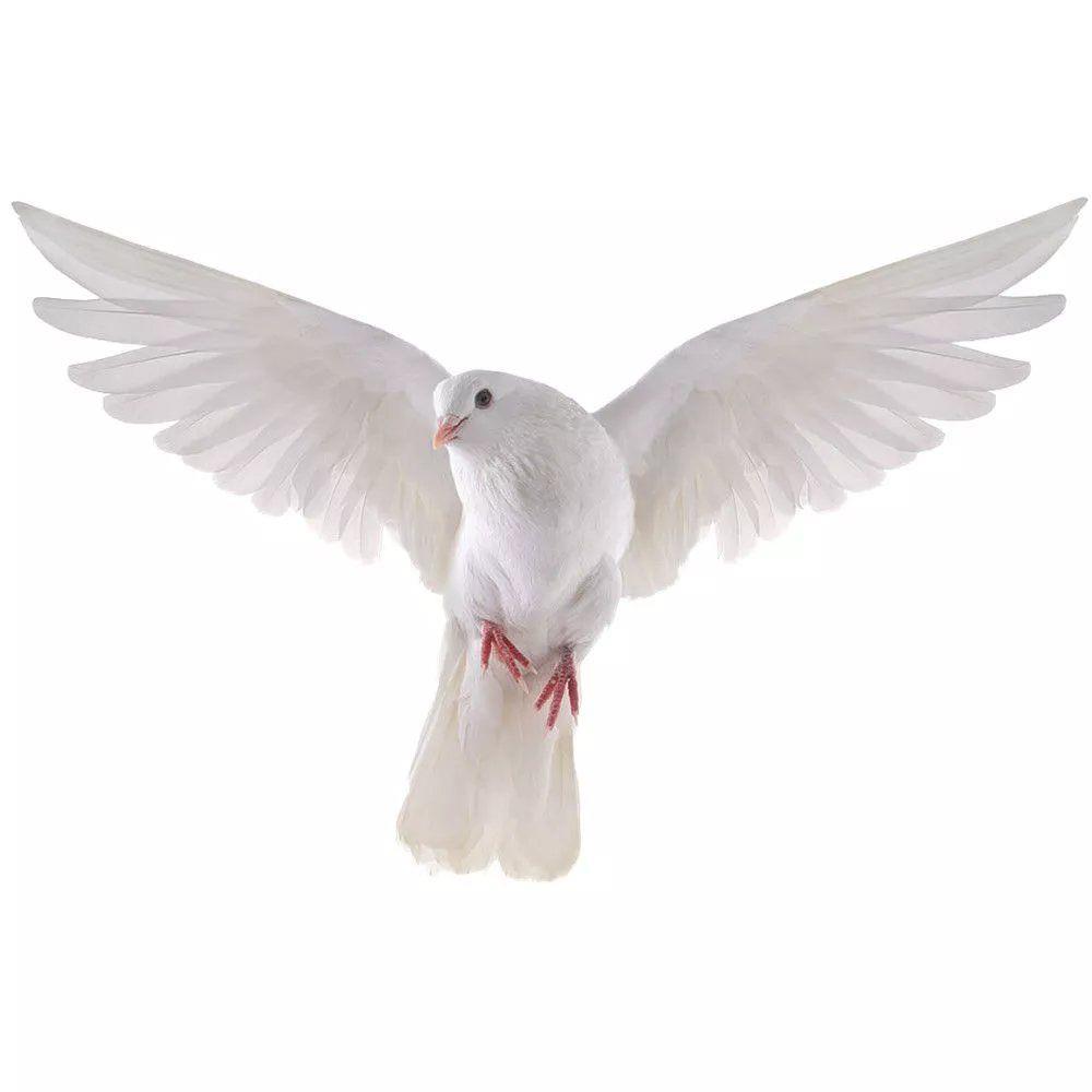 Peace Dove Wall Stickers for L – обзор и цена Xt Home Textiles